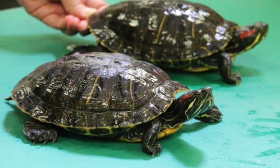  Policia e kap shqiptarin, ia gjejnë dy breshka në valixhe