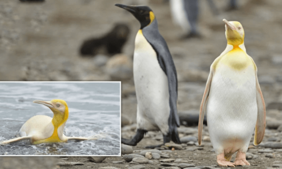 Fotografohet për herë të parë pinguini i verdhë