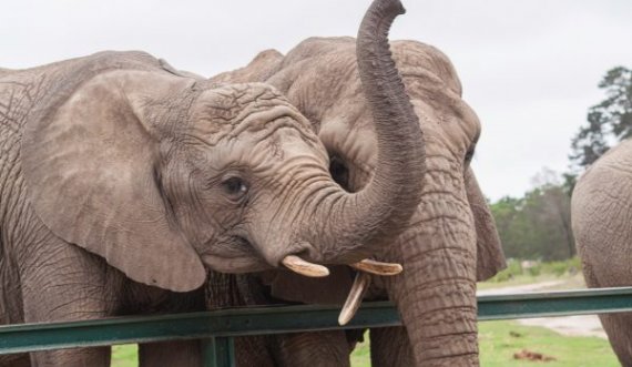 Elefanti vret punëtorin e kopshtit zoologjik me një të goditur me feçkë