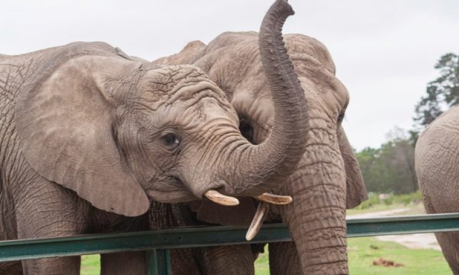Elefanti vret punëtorin e kopshtit zoologjik me një të goditur me feçkë