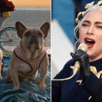 Ofroi 500.000 dollarë, Lady Gagas i kthehen shëndoshë e mirë dy qentë e rrëmbyer