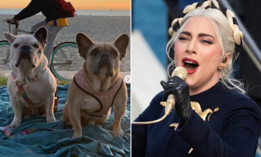 Ofroi 500.000 dollarë, Lady Gagas i kthehen shëndoshë e mirë dy qentë e rrëmbyer