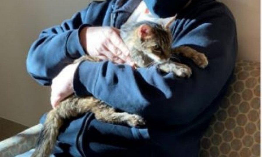 Macja e zhdukur ribashkohet me pronarin pas 15 vjetësh