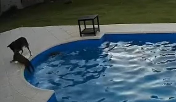  Momenti kur qeni e shpëton një qen tjetër të verbër nga mbytja në pishinë 