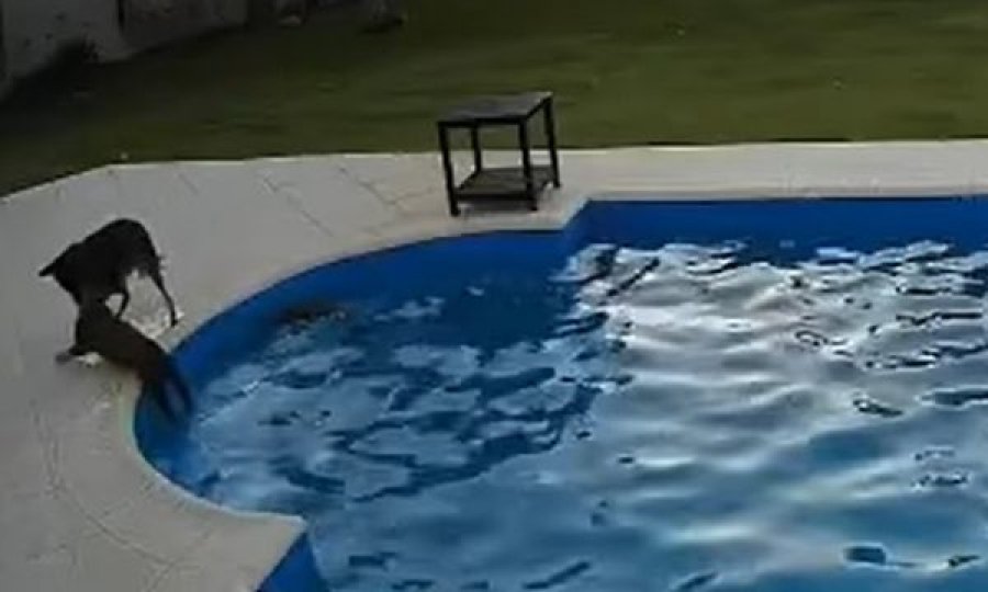  Momenti kur qeni e shpëton një qen tjetër të verbër nga mbytja në pishinë 