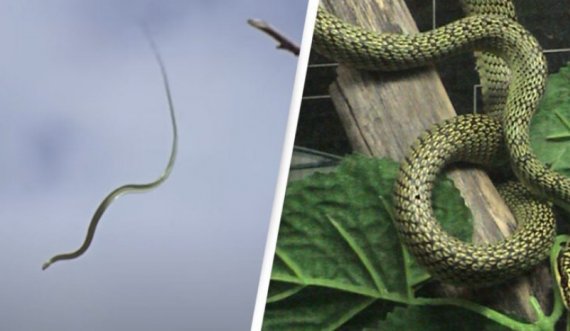 Shkencëtarët zbulojnë se si fluturojnë gjarpërinjtë fluturues