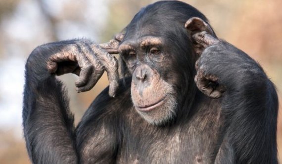 A ka raste të dyshimta të lisë së majmunit, flasin nga MSH 