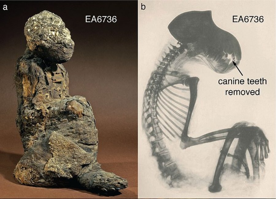 'Toka e Puntit' historia e vendit misterioz