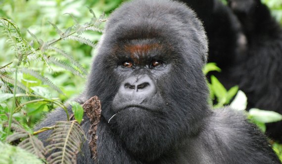 Rasti i parë, gorillat dalin pozitive në testin për Covid-19 