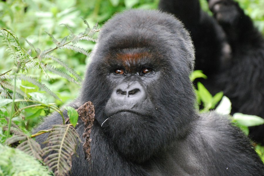 Rasti i parë, gorillat dalin pozitive në testin për Covid-19 