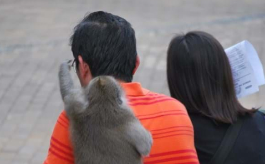 Majmunët ia marrin telefonin, s’ja kthejnë pa u dhënë ushqim