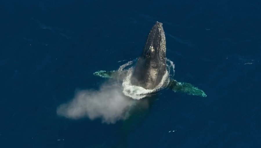 Balenat rikthehen në habitatet e tyre të origjinës