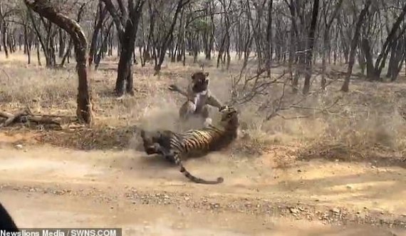 Tigreshat motra përleshen ashpër për territor në park