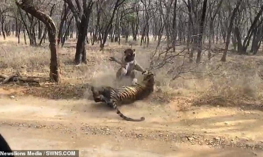 Tigreshat motra përleshen ashpër për territor në park