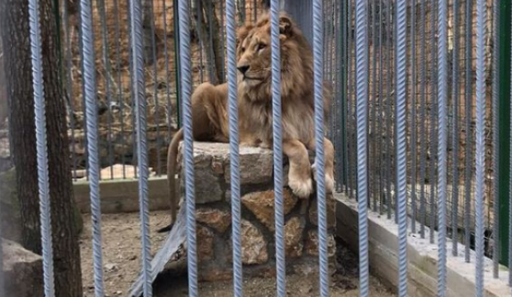 Komisioni Evropian diskuton për luanin që po mbahet në kafazin e një restoranti në Gjilan