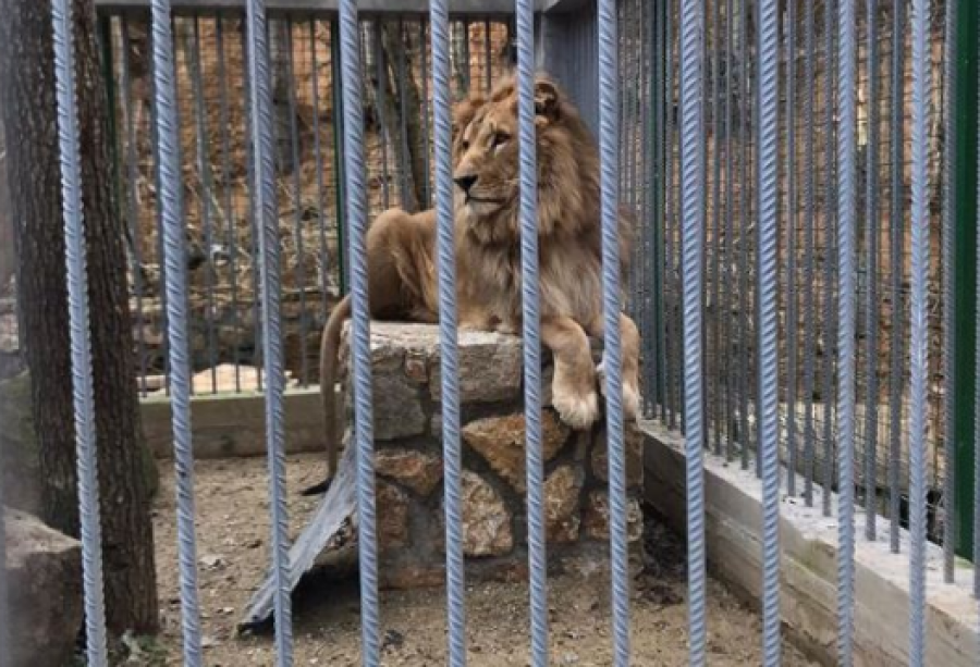 Komisioni Evropian diskuton për luanin që po mbahet në kafazin e një restoranti në Gjilan