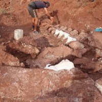 Zbulohen fosilet e një dinozauri gjigand