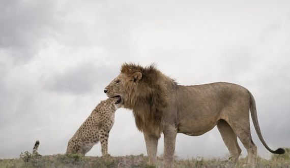 Fotoja që habiti shumë njerëz, luani duket sikur po ia ha kokën gepardit