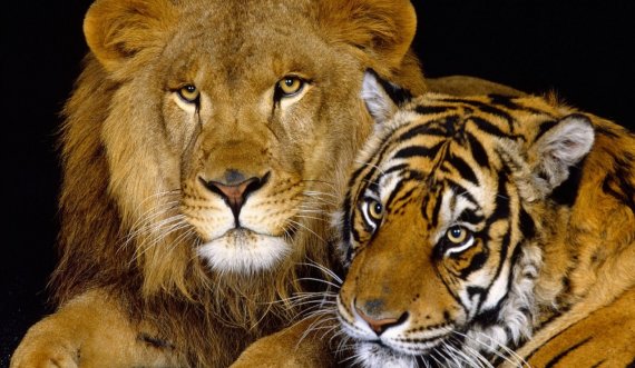 Një tigër dhe dy luanë të infektuar me koronavirus njëri vritet