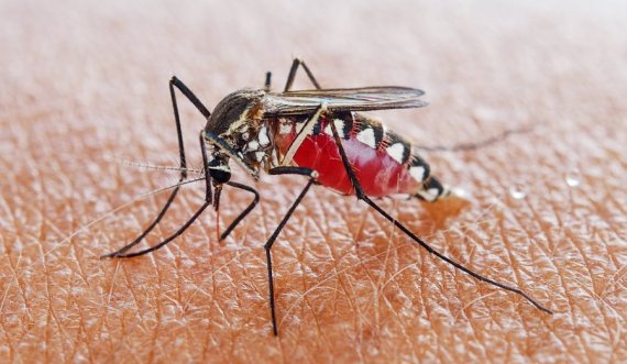 Një lloj i ri i mushkonjës së malaries shfaqet në qytetet afrikane