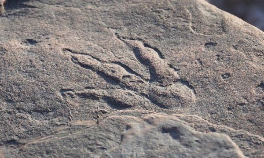 Vajza 4 vjeçe gjen në plazh gjurmën e dinosaurit të para 220 milionë vjetëve