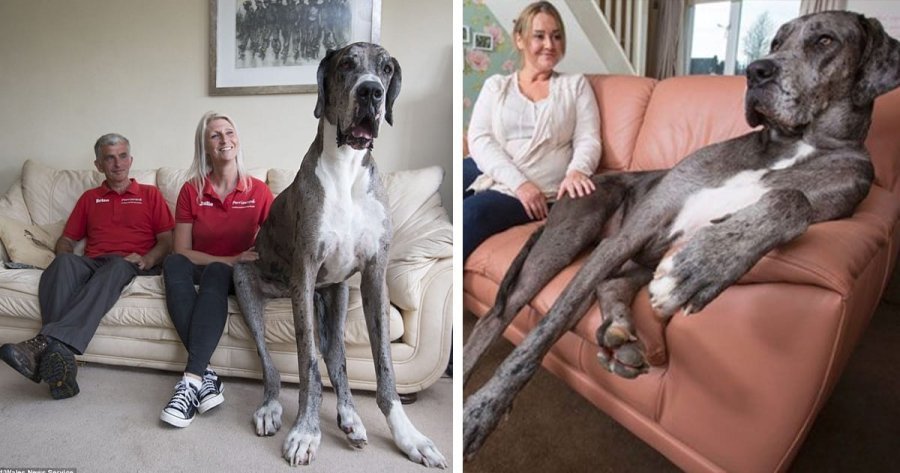 Ngordh qeni më i gjatë në botë