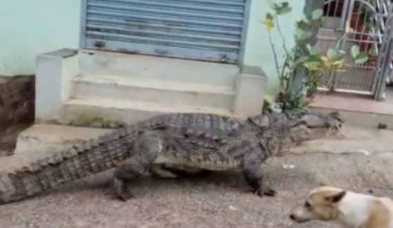 Krokodili futet në vendbanim dhe tmerron banorët, qeni ik i habitur 