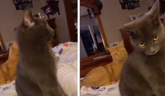  Pronari i trembi macet me një video të mjaullimit, reagimi i tyre bëhet viral 