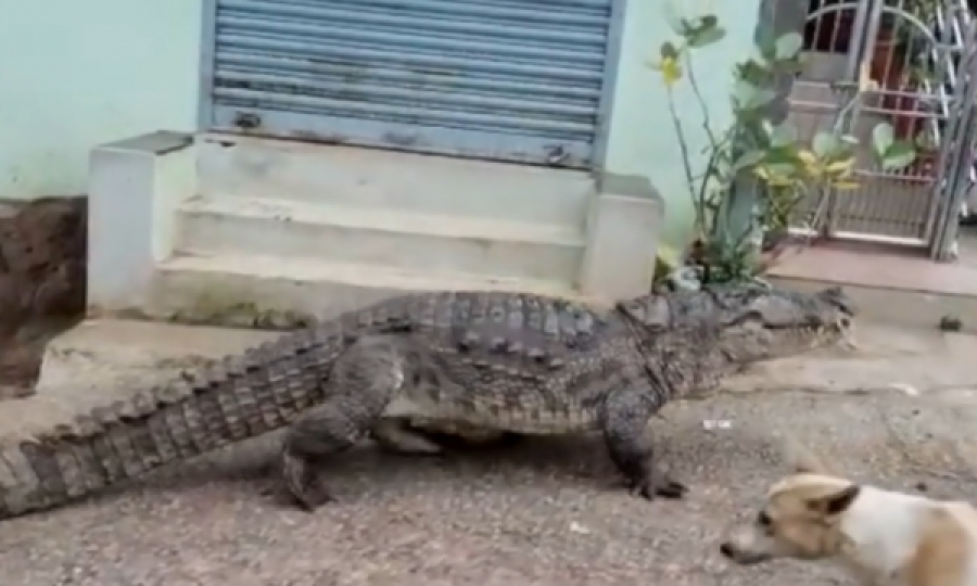 Krokodili futet në vendbanim dhe tmerron banorët, qeni ik i habitur 