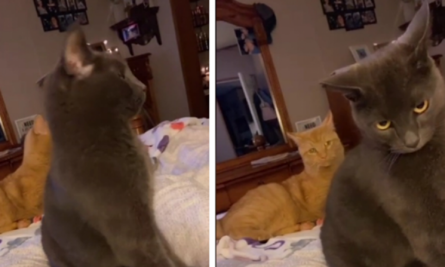  Pronari i trembi macet me një video të mjaullimit, reagimi i tyre bëhet viral 