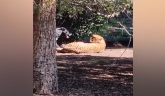 Pamje: Qeni i leh te hunda, leopardi i shtrirë përton të ngrihet dhe veç e shikon