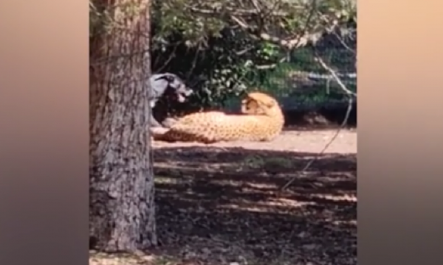 Pamje: Qeni i leh te hunda, leopardi i shtrirë përton të ngrihet dhe veç e shikon