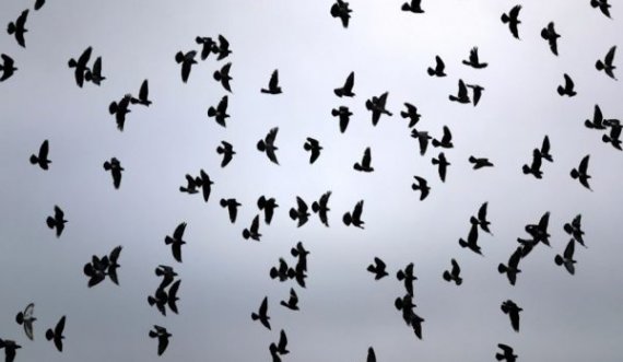 Epidemia misterioze po zhduk zogjtë në SHBA/ Mund të përhapet dhe te njerëzit