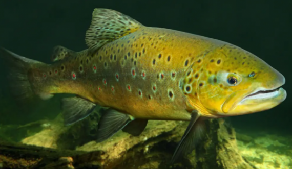 Studim: Peshqit krijojnë varësi ndaj drogës që hidhet në lumenj