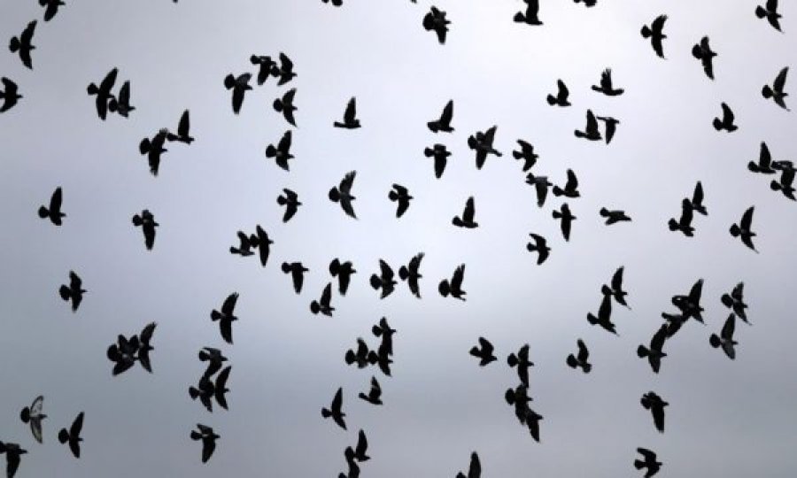 Epidemia misterioze po zhduk zogjtë në SHBA/ Mund të përhapet dhe te njerëzit