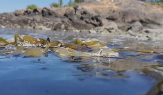 Midhjet piqen në breg nga temperaturat përvëluese