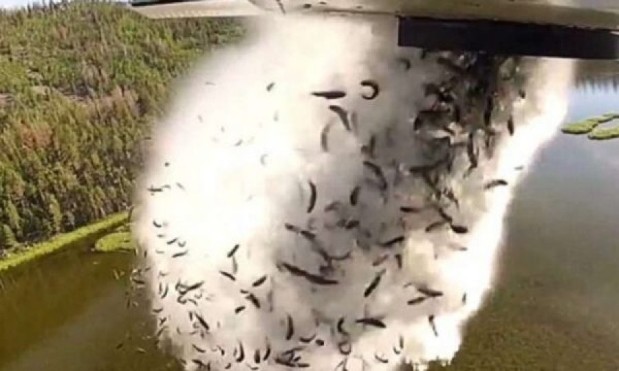 Mijëra peshq hidhen nga aeroplani në një liqen 