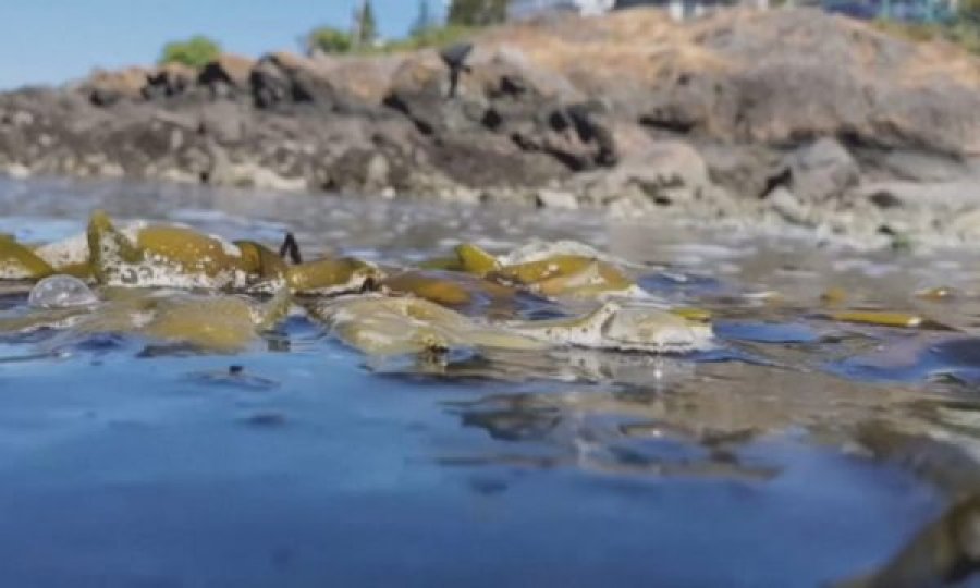 Midhjet piqen në breg nga temperaturat përvëluese