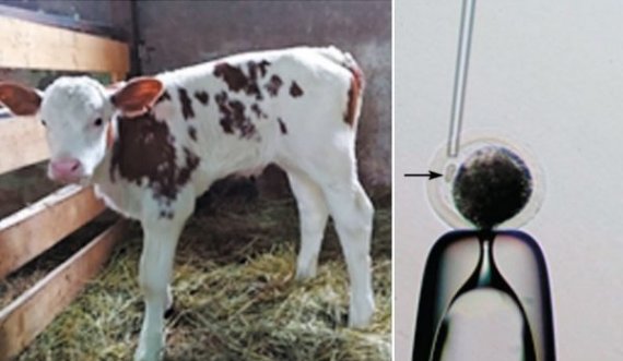 Rusët modifikojnë lopët që të prodhojnë qumësht pa laktozë