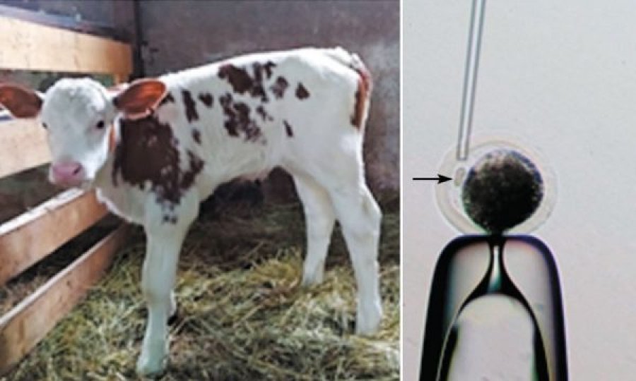 Rusët modifikojnë lopët që të prodhojnë qumësht pa laktozë