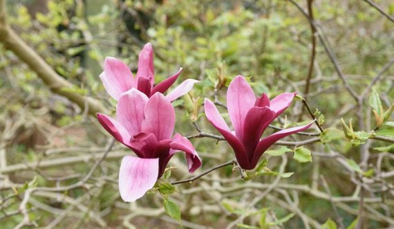 A mundet lisi magnolia ta shërojë kancerin në qafë dhe kokë?