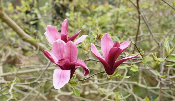 A mundet lisi magnolia ta shërojë kancerin në qafë dhe kokë?