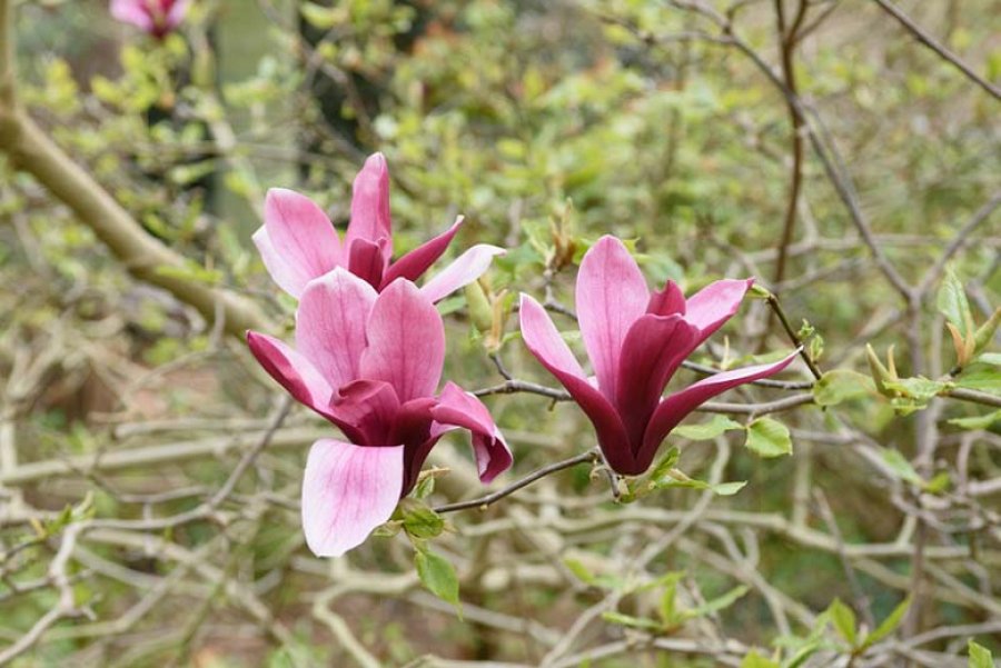 A mundet lisi magnolia ta shërojë kancerin në qafë dhe kokë?