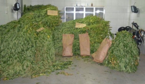  Në Mal të Zi zbulohet plantacioni dhe magazina e mbushur me marihuanë 