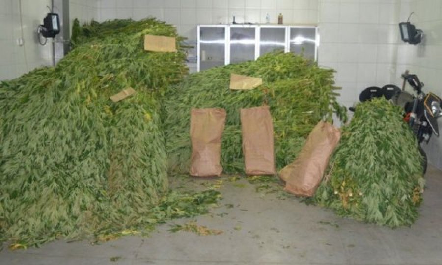  Në Mal të Zi zbulohet plantacioni dhe magazina e mbushur me marihuanë 