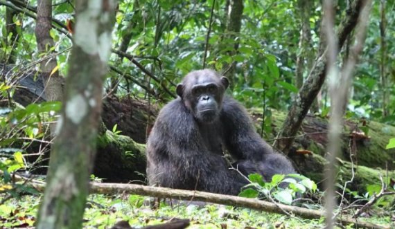  Kapen shimpanzetë që vrasin gorilla 