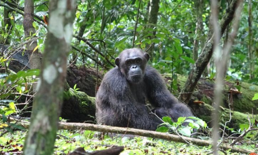  Kapen shimpanzetë që vrasin gorilla 