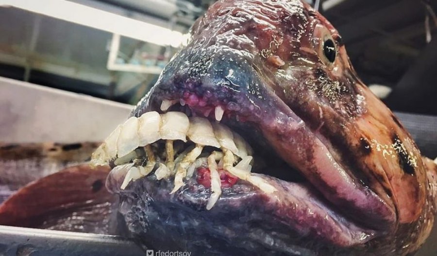  Peshkatari rus tregon krijesat “aliene” të kapura në thellësitë e deteve 