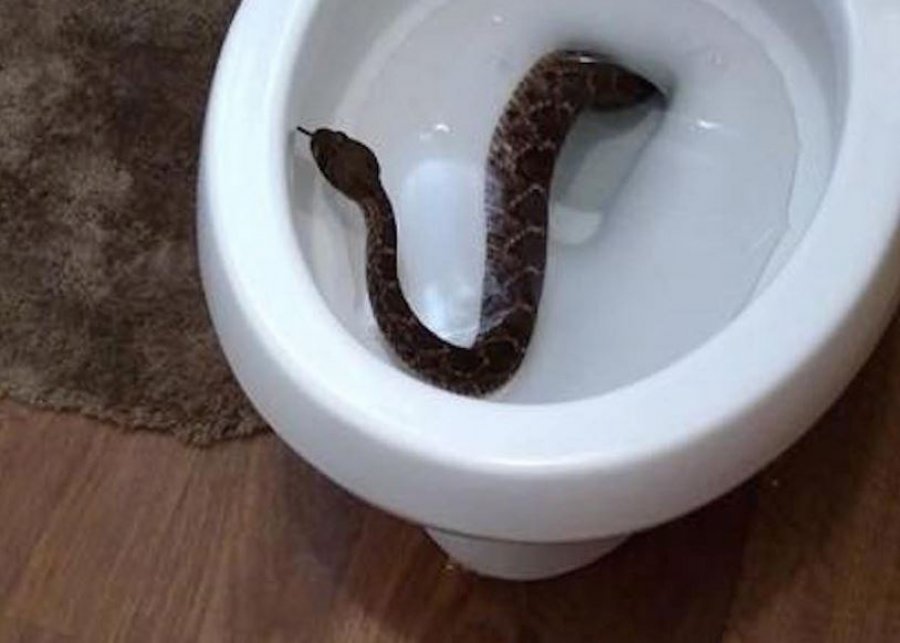  Gjarpri del nga vrima e tualetit dhe kafshon të moshuarin