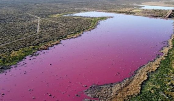  Kimikati i karkalecave që shndërroi lagunën në ngjyrë rozë 
